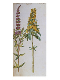 Loosestrife, Lythrum Salicaria and Lysi Machia Punctata. from 'Camerarius Florilegium' Giclee Print by Joachim Camerarius