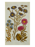 The Vegetable System: Aster Giclee Print by John Hill