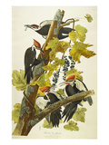 Pileated Woodpecker (Dryocopus Pileatus), Plate Cxi, from 'The Birds of America' Giclee Print by John James Audubon