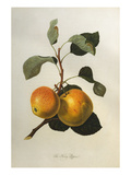 The Kerry Pippin, from 'Pomona Londinensis' Giclee Print by William Hooker