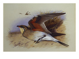 A Common Pratincole Giclee Print by Archibald Thorburn