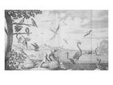 General History of the Inhabitants of the Antilles by the French Giclee Print by Jean-Baptiste du Tertre Tertre