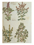 Four Kinds of Basil. from 'Camerarius Florilegium' Giclee Print by Joachim Camerarius
