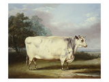 A Prize Cow Giclee Print by William Henry Davis