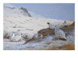 Ptarmigan Giclee Print by Archibald Thorburn