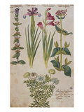 Syrian Sage, an Iris, a Gladiolus and Red Valerian Above a Double- Flowered  Nigella. from… Giclee Print by Joachim Camerarius