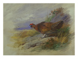 Red Grouse Reproduction procédé giclée par Archibald Thorburn