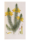 Erica Grandiflora, from Coloured Engravings of Heaths reproduction procédé giclée par Henry Andrews