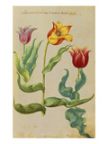 Tulips. from 'Camerarius Florilegium' Giclee Print by Joachim Camerarius