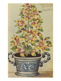 Amaranthus Tricolor, Papagey Federlen in a Blue and White Pot. from 'Camerarius Florilegium' Giclée-Druck von Joachim Camerarius