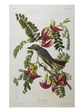 Gray Tyrant. Gray Kingbird (Tyrannus Dominicensis), from 'The Birds of America' Reproduction procédé giclée par John James Audubon