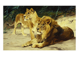 Lion and Lioness-Lowenparr Giclee Print by Wilhelm Kuhnert