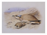 A Cream-Coloured Courser Giclee Print by Archibald Thorburn