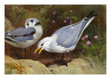 Kittywake Gulls Giclee Print by Archibald Thorburn