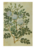 Double White Rose. from 'Camerarius Florilegium' Giclee Print by Joachim Camerarius