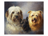 A Tibetan, a Cairn and a Silky Terrier Giclee Print by Lilian Cheviot