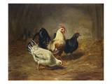 Poultry Feeding reproduction procédé giclée par Arthur Fitzwilliam Tait