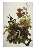 Ferruginous Thrush. Brown Thrasher (Toxostoma Rufum), Plate Cxvi, from 'The Birds of America' Reproduction procédé giclée par John James Audubon