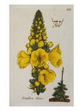Bouillon Blanc (Mullien), from 'Parisien Flora (Flora Parisiensis Ou Descriptions Et Figures Des… Giclee-trykk av Pierre Bulliard Bouillon Blanc (Mullien), from 'Parisien Flora (Flora Parisiensis Ou Descriptions Et Figures Des… Giclee-trykk av Pierre Bulliard