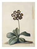 A Purple Variegated Auricula Giclée-Druck von Georg Dionysius Ehret
