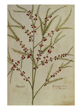 Asparagus. from 'Camerarius Florilegium' Giclee Print by Joachim Camerarius