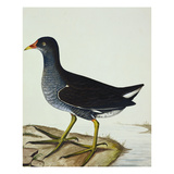 A Moorhen Giclee Print by Christopher Atkinson