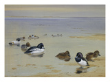 Goldeneye and Tufted Duck Giclee Print by Archibald Thorburn