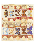 A Collection of Entomological Microscope Slides, Contained in Three Fitted Mahogany Cases, the… Digitálně vytištěná reprodukce A Collection of Entomological Microscope Slides, Contained in Three Fitted Mahogany Cases, the… Digitálně vytištěná reprodukce