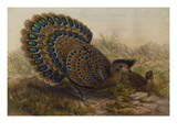 Malayan Peacock Pheasant (Polyplectron Bicalcaratum) Giclee Print by Henry Constantine Richter