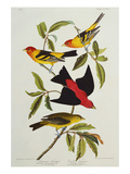 Louisiana & Scarlet Tanager (Tanagra Ludoviciana & Rubra), Plate CCCLIV, from'The Birds of America' Giclee Print by John James Audubon