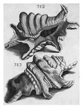 The First Book of Any Size Restricted to Molluscs; Ricreatione Dell'Occhio E Della Mente Nell'… Giclee Print by Filippo Buonanni