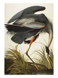 Great Blue Heron (Ardea Herodias), Plate Ccxi, from 'The Birds of America' Giclee Print by John James Audubon