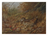 A Woodcock Nesting in Autumn Leaves Giclee Print by Archibald Thorburn