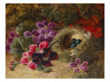 A Bird's Nest and Geraniums Giclee Print by Oliver Clare