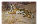 The Tiger Giclee Print by John Charles Dollman