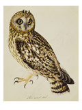 A Short-Eared Owl Giclee Print by Christopher Atkinson