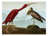 Scarlet Ibis (Eudocimus Ruber), Plate Cccxcvii, from 'The Birds of America' Giclee Print by John James Audubon