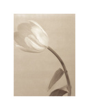 A Gentle Wind Giclee Print