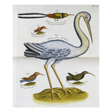 Heron and Humming Birds, from 'A Voyage to the Islands of Madera, Barbados, Giclee Print by Sir Hans Sloane