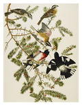 Rose-Breasted Grosbeak (Pheuticus Ludovicianus), Plate Cxxvii, from 'The Birds of America' Reproduction procédé giclée par John James Audubon