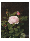 A Maria Larpin Rose Giclee Print by Otto Didrik Ottesen