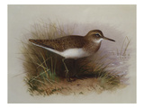 A Common Sandpiper Giclee Print by Archibald Thorburn