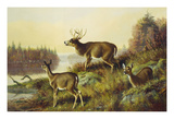 The Challenge Giclee Print by Arthur Fitzwilliam Tait The Challenge Giclee Print by Arthur Fitzwilliam Tait