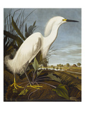 Snowy Heron or White Egret / Snowy Egret (Egretta Thula), Plate CCKLII, from 'The Birds of America' Reproduction procédé giclée par John James Audubon