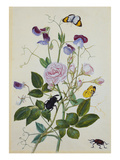 Galica Rose and Perennial Sweet Pea, Weevil, a Beetle and Butterflies Giclée-Druck von Thomas Robins Jr
