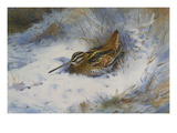 A Snipe in the Snow Giclee Print by Archibald Thorburn