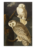 Snowy Owl (Nyctea Scandiaca), Plate Cxxi, from 'The Birds of America' Giclee Print by John James Audubon