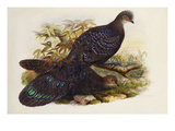 Grey Peacock Pheasant (Polyplectron Chinquis) Giclee Print by Henry Constantine Richter