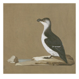 Study of a Razorbill Giclée-tryk af German School Study of a Razorbill Giclée-tryk af German School