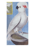A Cockatoo. from 'Histoire Des Oiseaux, Peints Dans Tous Leurs Aspects' Giclee Print by Francois Nicolas Martinet